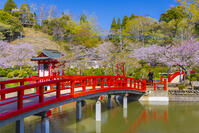 桜咲く茂原公園の茂原弁財天 [YKA110023550]
