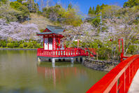 桜咲く茂原公園の茂原弁財天 [YKA110023551]