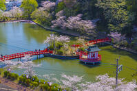 桜咲く茂原公園 [YKA110023552]