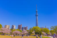 桜咲く隅田公園から東京スカイツリー [YKA110023553]