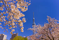 桜咲く隅田公園から東京スカイツリー [YKA110023554]