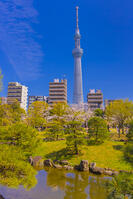 桜咲く隅田公園から東京スカイツリー [YKA110023555]
