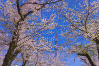 桜咲く隅田公園から東京スカイツリー [YKA110023556]