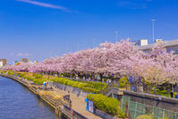 桜咲く隅田川と観光船 [YKA110023559]