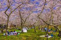 桜咲くアルプス公園の花見風景 [YKA110023636]