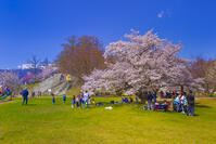 桜咲くアルプス公園の花見風景 [YKA110023637]