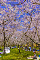 桜咲くアルプス公園の花見風景 [YKA110023638]