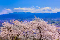 桜咲くアルプス公園の展望 [YKA110023639]