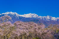 桜咲く大町山岳博物館付近から北アルプス [YKA110023641]