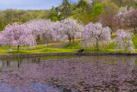 桜咲く悠久山公園の泉翠池 [YKA110023645]