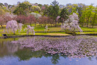 桜咲く悠久山公園の泉翠池 [YKA110023646]