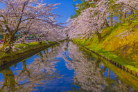 桜咲く弘前城の外濠 [YKA110023656]