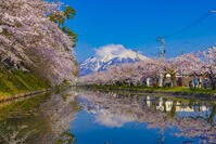 桜咲く弘前城の外濠と岩木山 [YKA110023657]