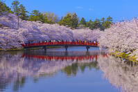 桜咲く弘前城西濠と春陽橋 [YKA110023658]