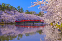 桜咲く弘前城西濠と春陽橋 [YKA110023660]