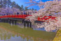 桜咲く弘前城西濠と春陽橋 [YKA110023661]