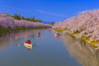桜咲く弘前城西濠のボート [YKA110023663]