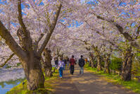 弘前城西濠の桜のトンネル [YKA110023664]