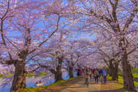 弘前城西濠の桜のトンネル [YKA110023665]