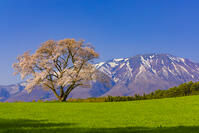 小岩井農場の桜と岩手山 [YKA110023683]
