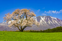 小岩井農場の桜と岩手山 [YKA110023684]