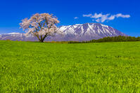 小岩井農場の桜と岩手山 [YKA110023685]