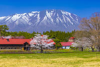 桜咲く小岩井農場と岩手山 [YKA110023688]