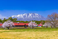 桜咲く小岩井農場と岩手山 [YKA110023689]