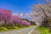 小岩井農場の桜並木と岩手山 [YKA110023690]