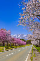 小岩井農場の桜並木と岩手山 [YKA110023691]
