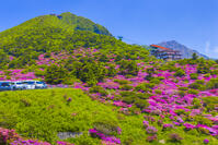 ミヤマキリシマ咲く仁田峠から雲仙岳 [YKA110023849]
