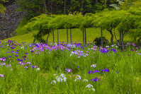 花菖蒲咲く小石川後楽園 [YKA110023905]