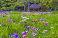 花菖蒲咲く小石川後楽園 [YKA110023906]