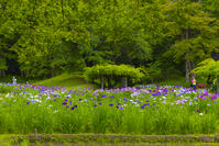 花菖蒲咲く小石川後楽園 [YKA110023907]