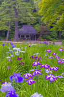 花菖蒲咲く小石川後楽園 [YKA110023908]