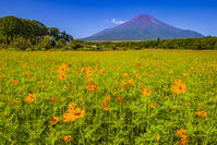 キバナコスモス咲く花の都公園から富士山 [YKA110024054]