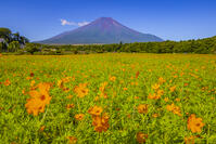 キバナコスモス咲く花の都公園から富士山 [YKA110024055]