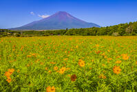 キバナコスモス咲く花の都公園から富士山 [YKA110024056]
