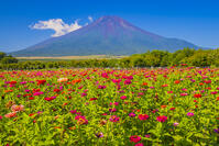 ヒャクニチソウ咲く花の都公園から富士山 [YKA110024057]