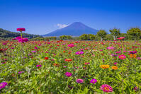 ヒャクニチソウ咲く花の都公園から富士山 [YKA110024058]