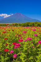 ヒャクニチソウ咲く花の都公園から富士山 [YKA110024059]
