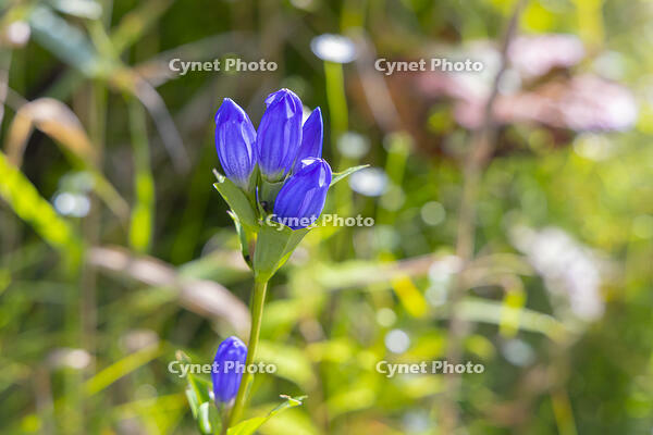 エゾリンドウ [YKA110023136]