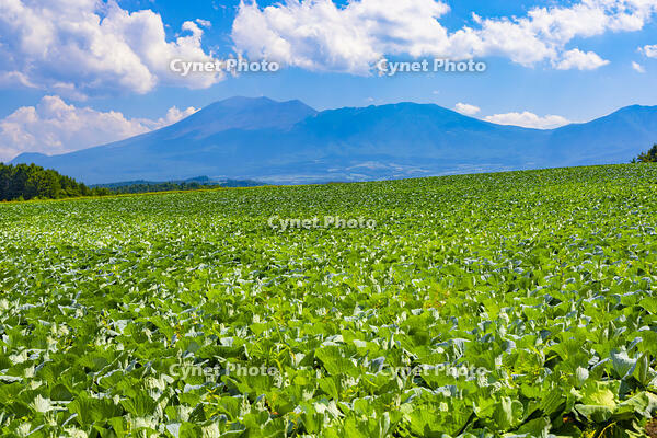 キャベツ畑と浅間山 [YKA110023153]