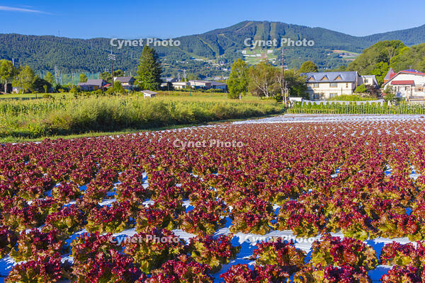 菅平のサニーレタス畑と大松山 [YKA110023154]