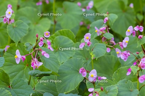 シュウカイドウ [YKA110023163]