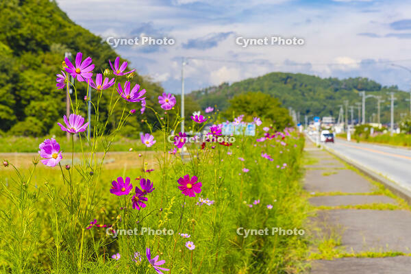 コスモス街道 [YKA110023164]