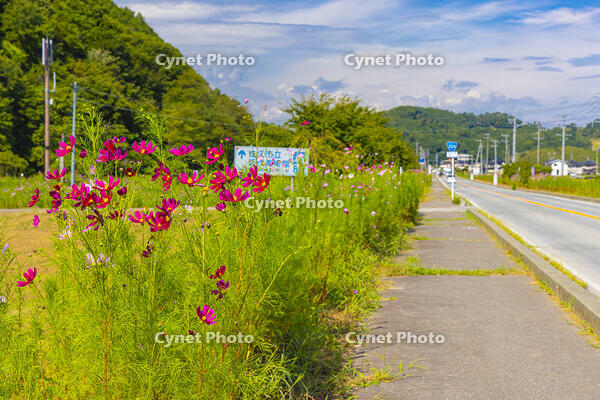 コスモス街道 [YKA110023165]