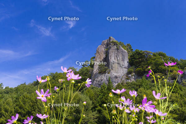 内山峡の屏風岩とコスモス [YKA110023166]