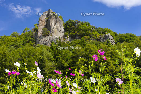 内山峡の屏風岩とコスモス [YKA110023167]