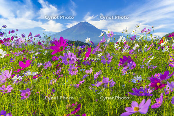 大石公園のコスモスと富士山 [YKA110023173]